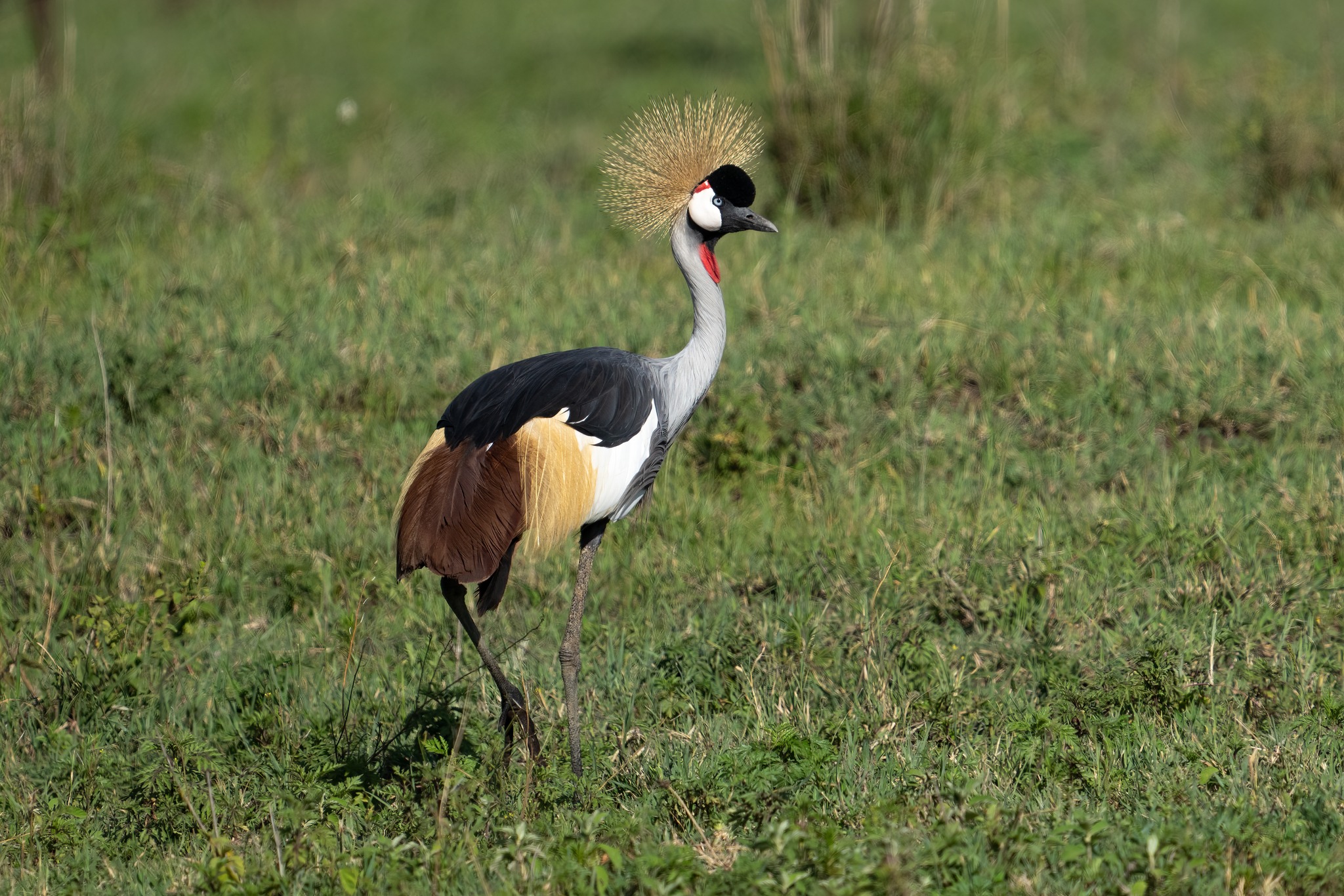 Grey Crowned Crane